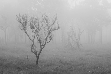Mystery tree in fog , B&W