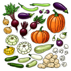 Vector color farm vegetables sketch with pumpkin, roots, cabbages, jar, beet, broccoli, potatoes