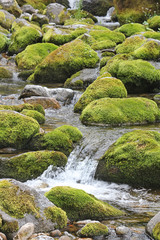 Naklejka na ściany i meble Water flowing over stones overgrown with moss. A mountain stream at the foot of the Tatra Mountains.