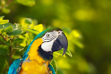 Fototapeta premium Head of Macaw papagay