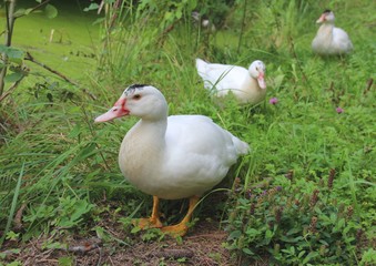 enten artgerechte tierhaltung