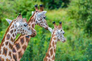 Giraffen in Nahaufnahmen und von Kopf bis Hals 