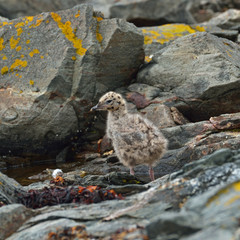 Gull chick (Larus). Tromso, Norway