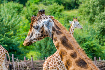 Giraffen in Nahaufnahmen und von Kopf bis Hals 