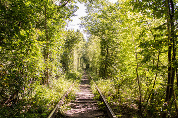 Fototapeta na wymiar beautiful tree rail tunnel in forest called 