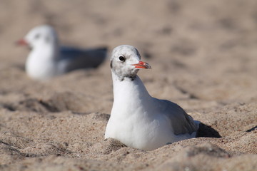 Black headed gull sitting on the sand. First winter plumage