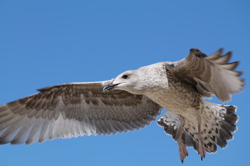 European herring gull in flight. Juvenile herring gull