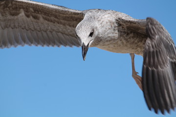 European herring gull in flight. Juvenile herring gull