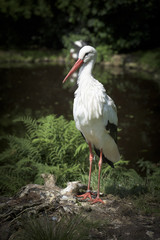 Storch