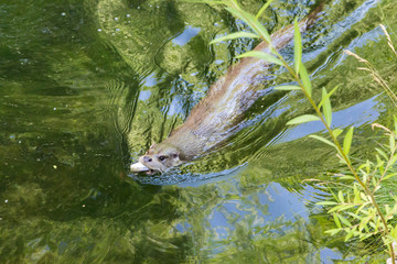 Obraz premium Wydra jedząca rybę