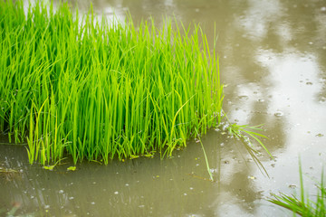 green rice plant in the water, green grass, Thai baby jasmine rice plant in the rice field.