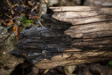 Fototapeta premium closeup burned wood tree from forest fire or wildfire