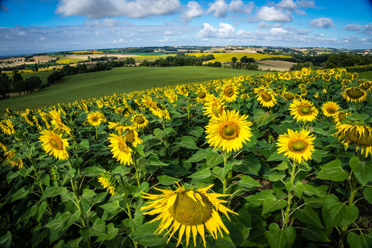 Sunflower field in France