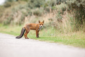 two red fox