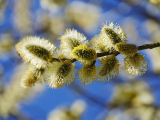 pussy willow blue sky © flucas