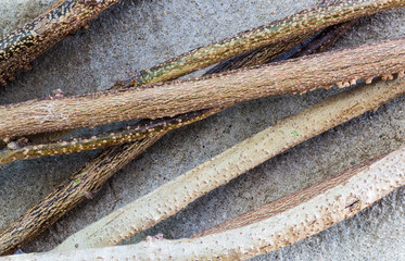 climbing plant growing on white and solid concrete wall