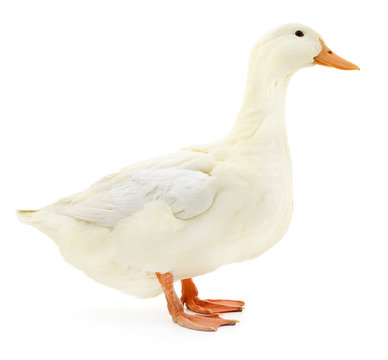 White duck on white.