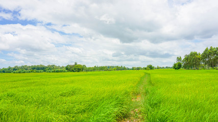 rice green field and sky with clouds background