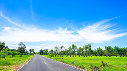 Fototapeta na wymiar Rural Asphalt Road Between The Rice Field and trees. .beautiful