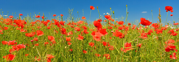 Poppies