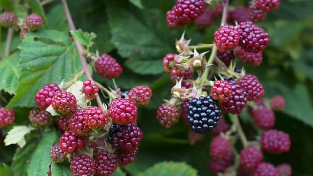 Blackberry bush closeup detail bunch fruit berry black red leaf