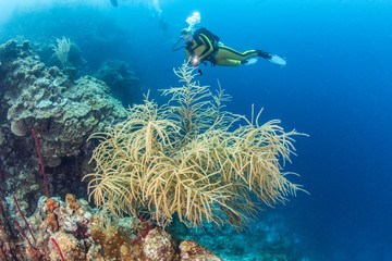 Belize Scuba Diving