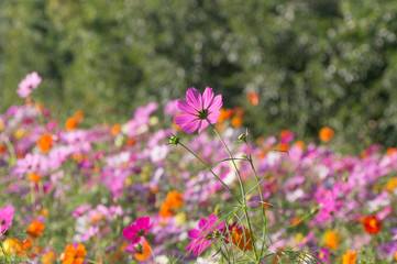 Obraz premium Cosmos Flowers