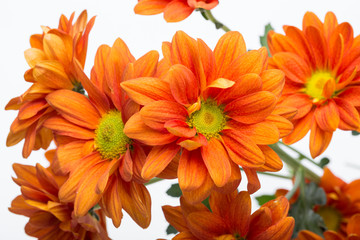 Close up of the orange chrysanthemum flowers