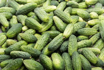 a lot of young cucumbers as background