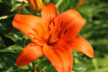 Blooming hybrid Asiatic lily in the summer garden