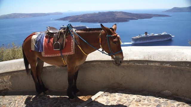 donkey in Greece, Santorini, standing on the street in the background of the sea and the ship