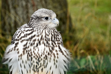 Falcon profile