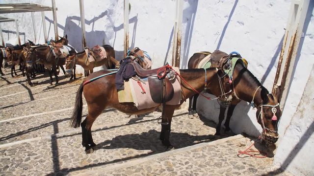 donkeys in Greece, Santorini, standing on the street