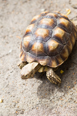 Turtle on the wild safari park.