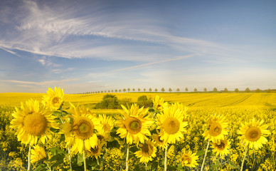 Panorama ze słoneczników na zielonym polu,na tle błękitnego nieba - obrazy, fototapety, plakaty