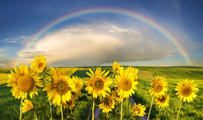 Naklejka premium Panorama ze słoneczników na zielonym polu,na tletęczy