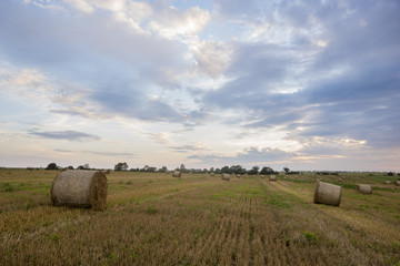 field after the harvest
