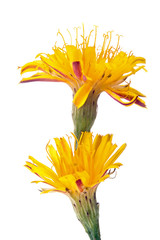 Fototapeta premium Plant field sow thistle