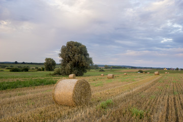 field after the harvest
