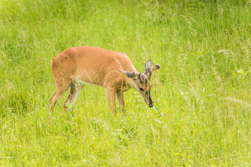 Naklejka na ściany i meble One horned deer grazing in sunny meadow