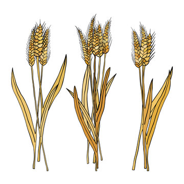 vector set of cartoon doodle wheat sheaves