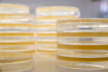 Stacks of sterile agar plates, also known as petri dishes, ready to be used for bacterial culture. Science and medicine concept. - 118190532