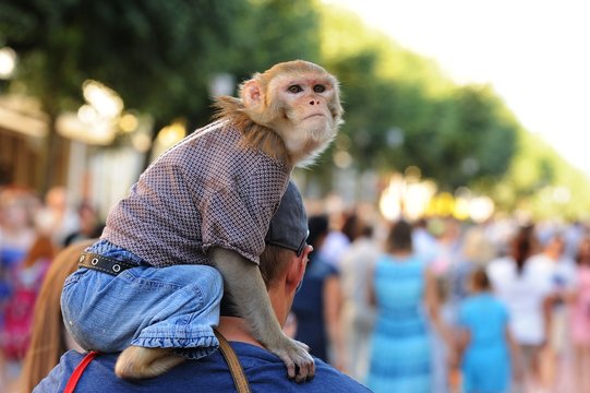 Tamed Monkey In Clothes Sitting On Man's Shoulder