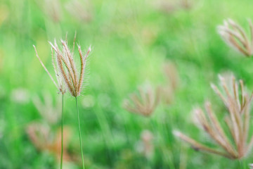 Grass closeup with green field background