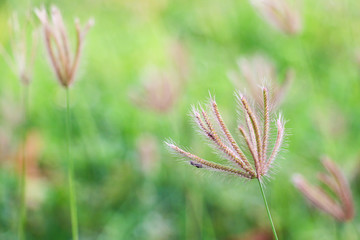 Grass closeup with green field background