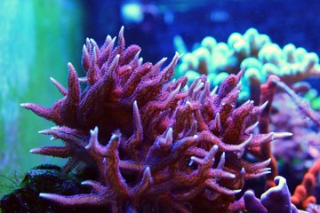 Fototapeta na wymiar Ultra pink SPS coral