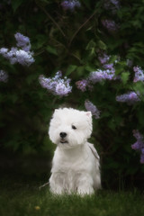 Cute West highland white Terrier in a lush Park.