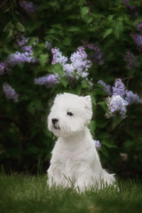 Cute West highland white Terrier in a lush Park.