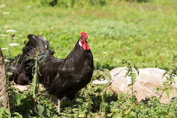 Coq noir