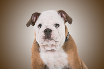 Fototapeta premium Brown And White Mops Dog